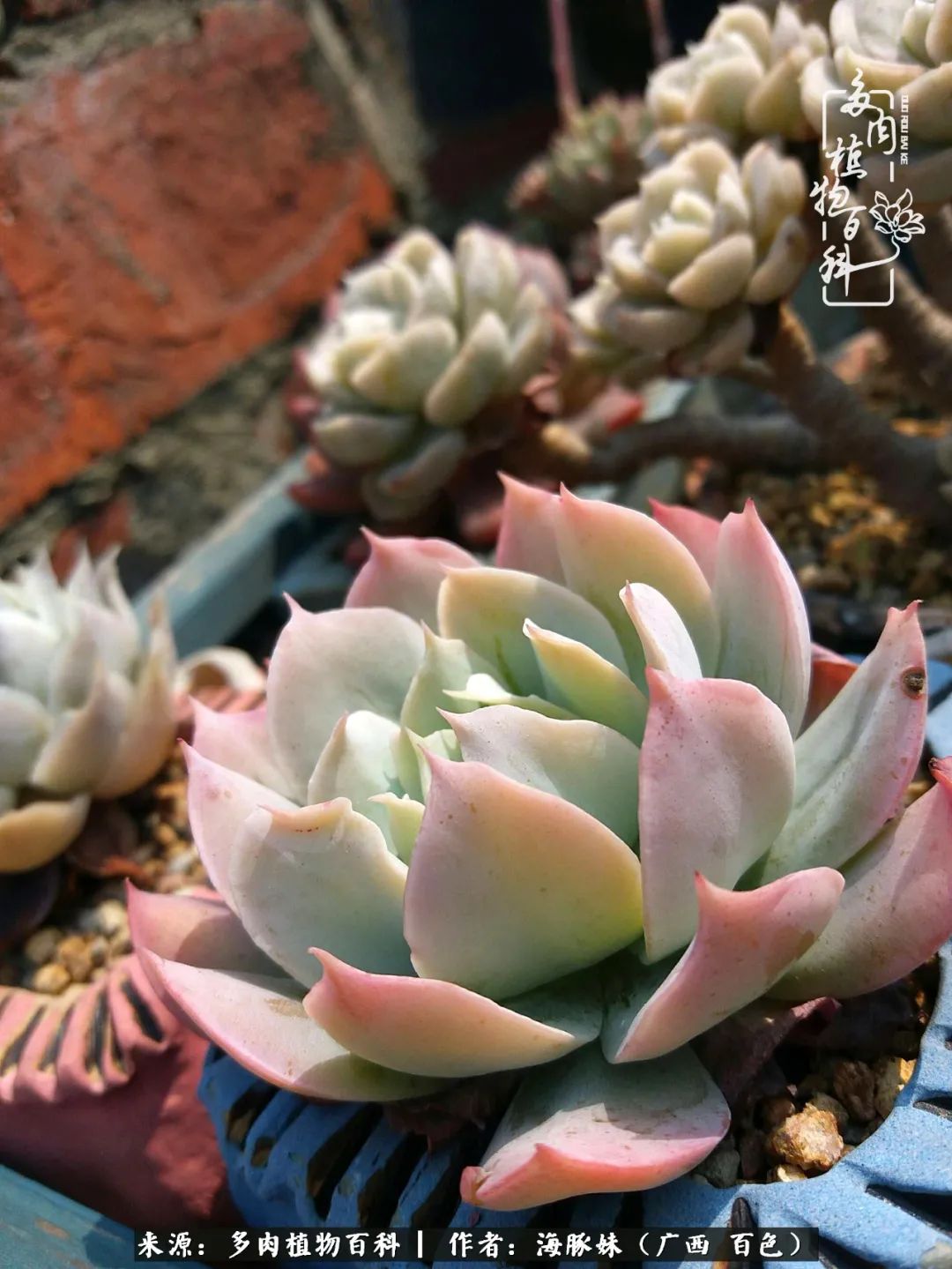 七月的雨,八月的风,多肉植物,我还是喜欢你