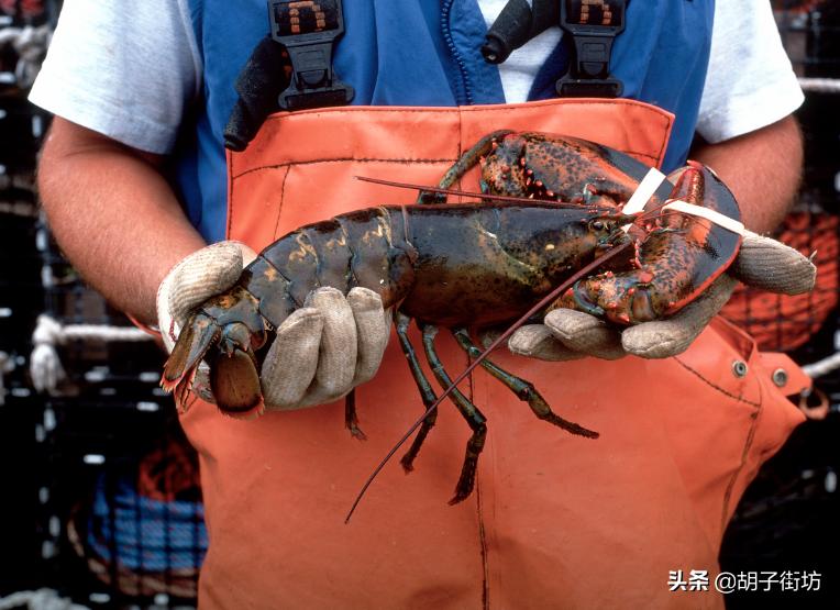 中国现在还禁止澳洲龙虾进口吗,澳洲龙虾清关