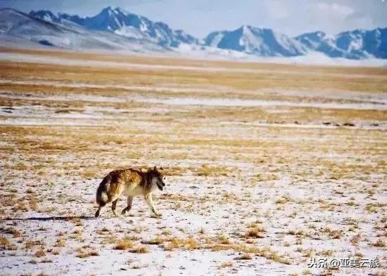 这个冬天邂逅西藏的美好时光 (冬天和爱人邂逅真正的西藏)