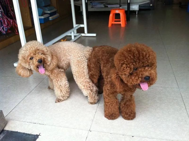 养小型犬公的好还是母的好,养公狗和养母狗的7大差别