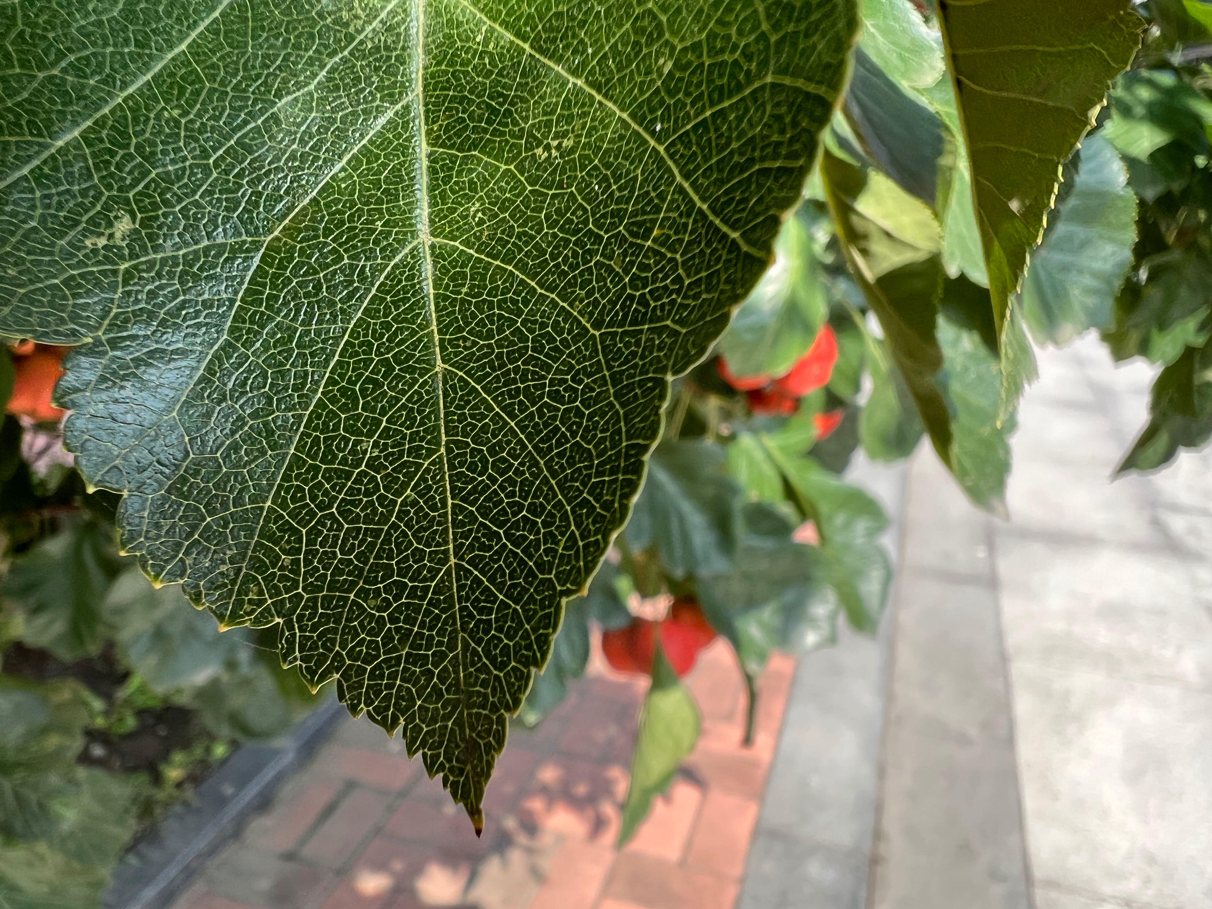 为什么建议你入手iphone13pro,iphone13pro体验总结