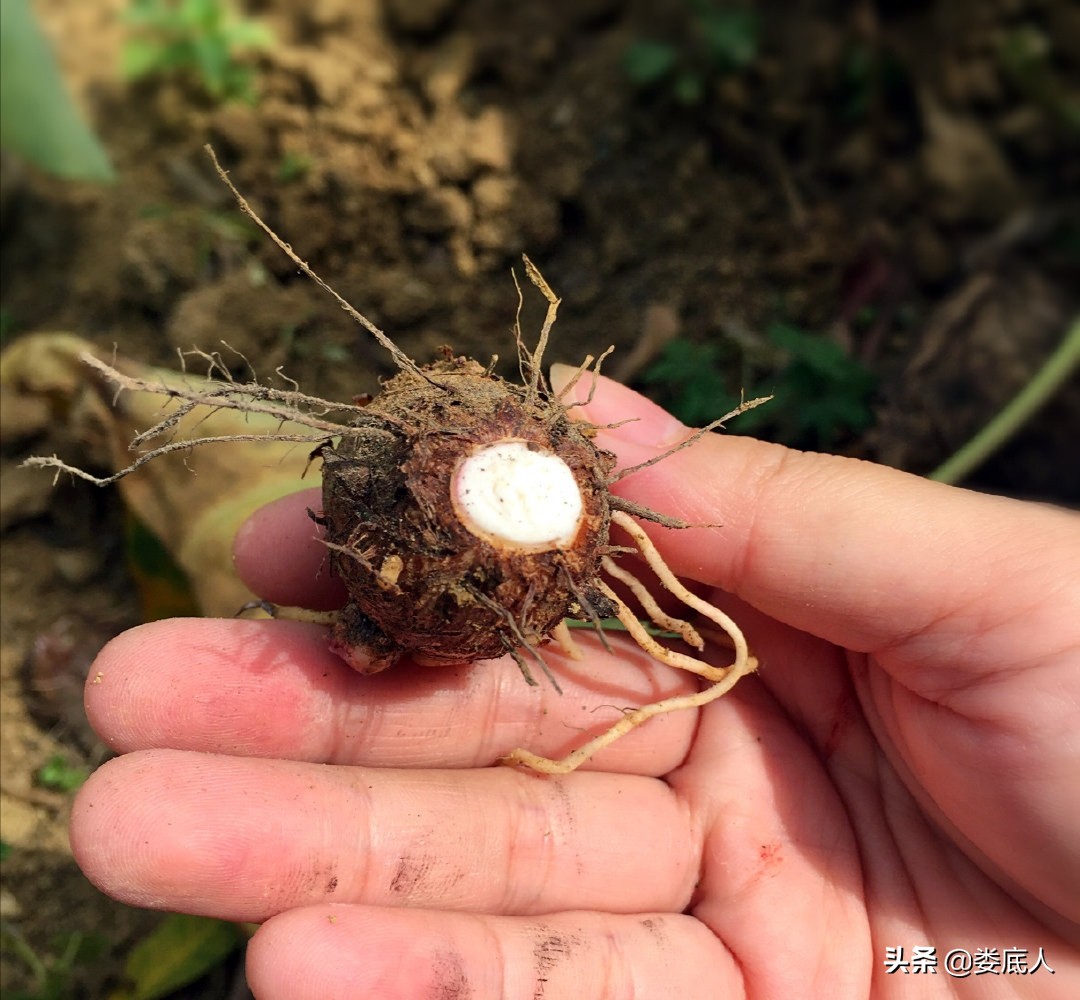 儿时中秋节趣事,中秋节趣事七年级