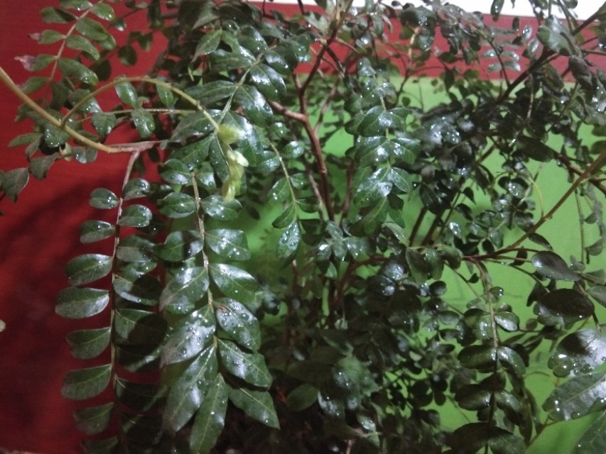 真假清香木叶片,真假清香