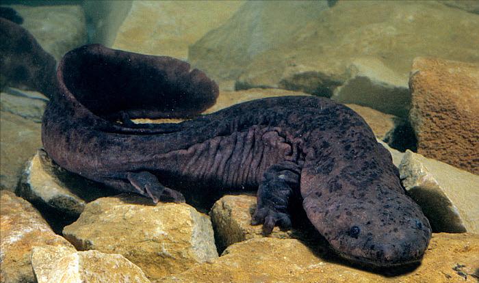 罕见野生娃娃鱼成功获救,野生娃娃鱼放生的危害