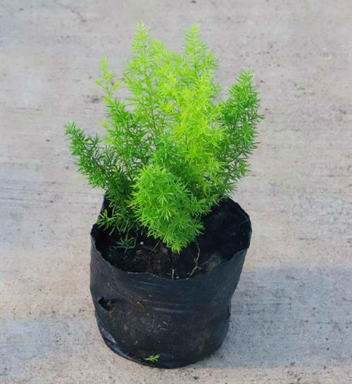 叶子细长叶片中间白色边缘绿色,叶片成椭圆形表面带毛是哪种果树