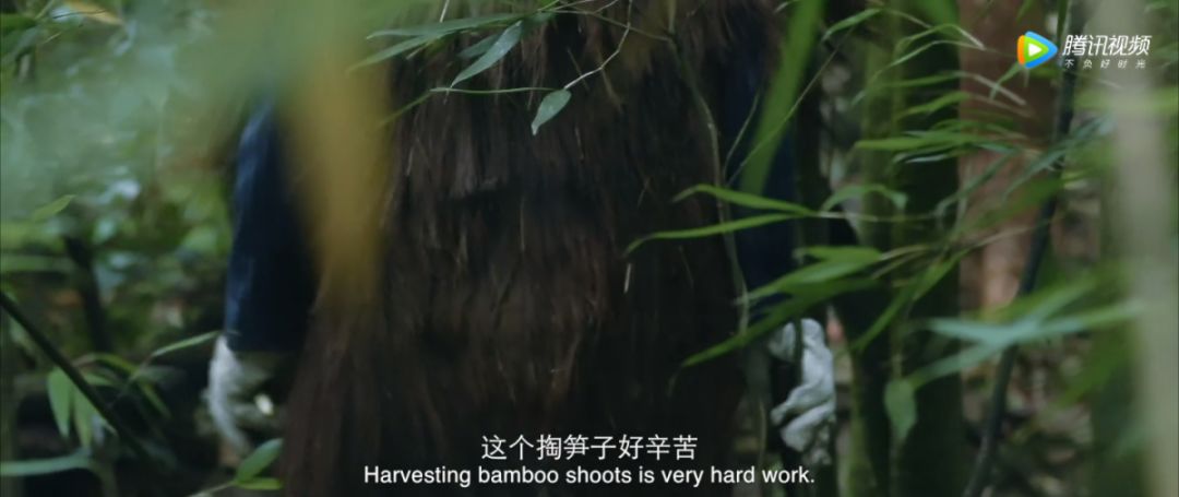 当你知道生命无法永生的时候,菩提岛屿