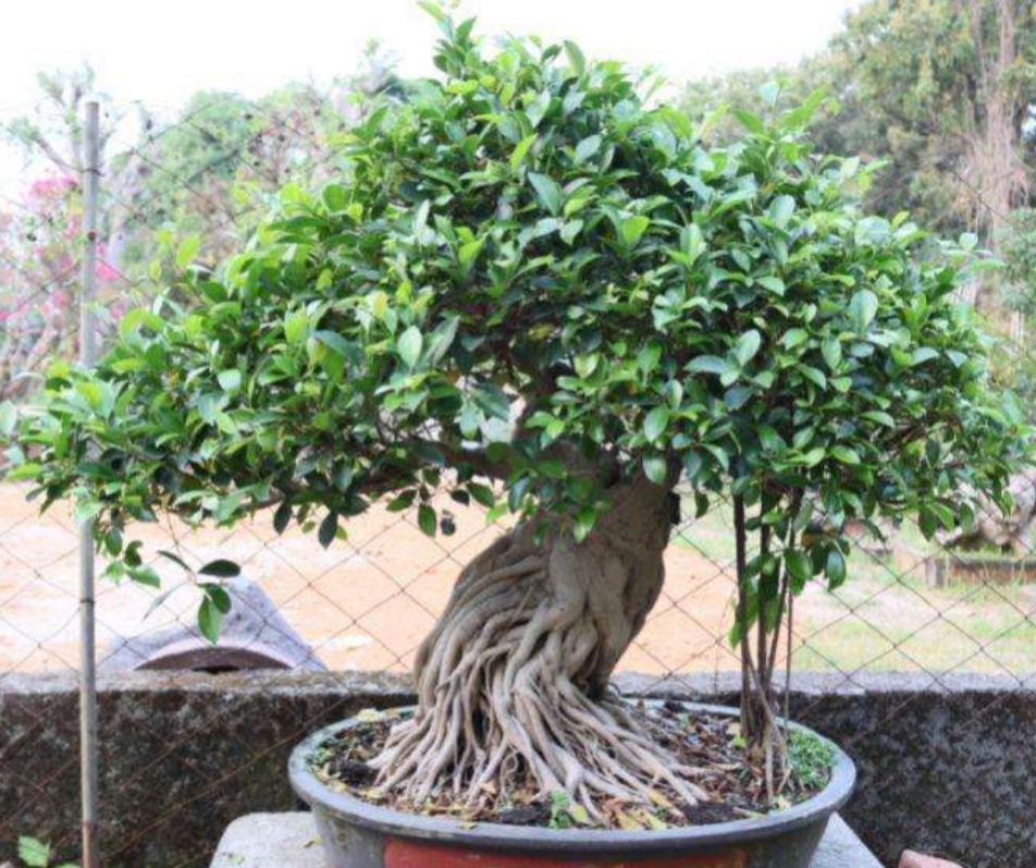 榕树盆景怎么养才能长得茂盛,榕树盆景的养护技巧