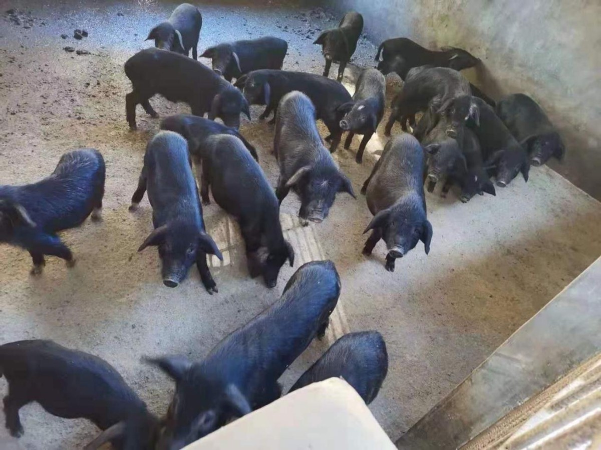 土猪养猪的市场前景,土猪养殖成本与利润