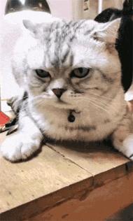 捡到猫咪的胡子,收集猫咪胡须会有好运嘛