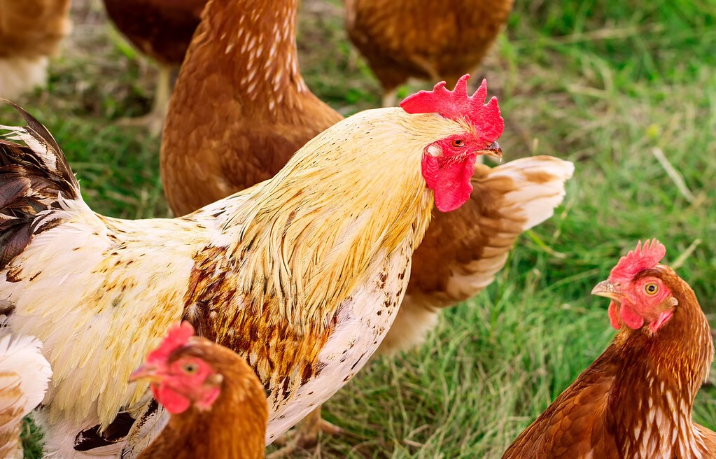 蛋鸡脱肛的原因，如何防治？