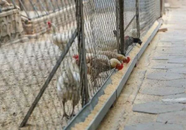 杀虫剂可以治疗鸡的螨虫吗,鸡螨虫最好的治疗办法