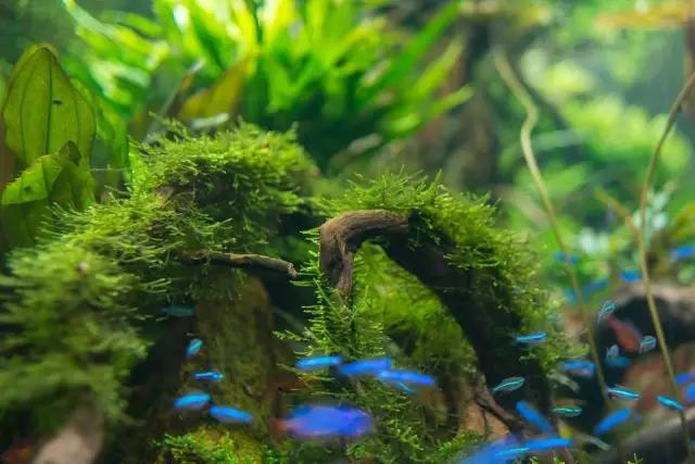 本色水景水草造景培训,本色水景水草培训