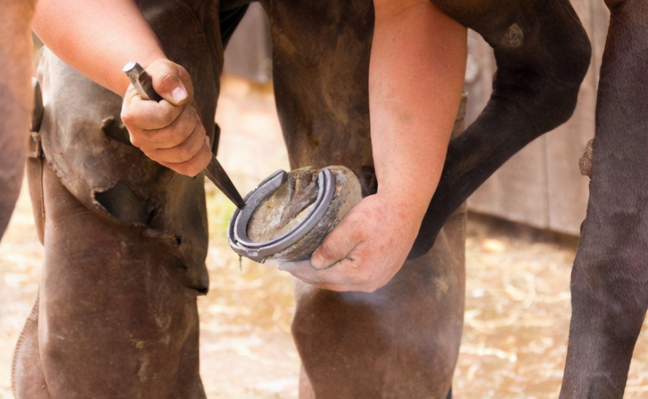 马掌为什么要钉马蹄而野马不用,马为什么要钉马蹄铁而野马不用