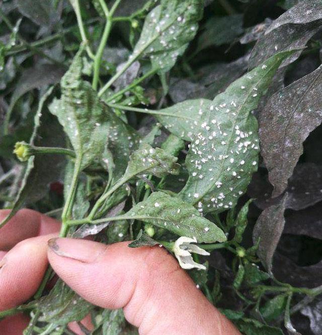 三农辣椒种植四忌要牢记,辣椒用药防治病害时间表