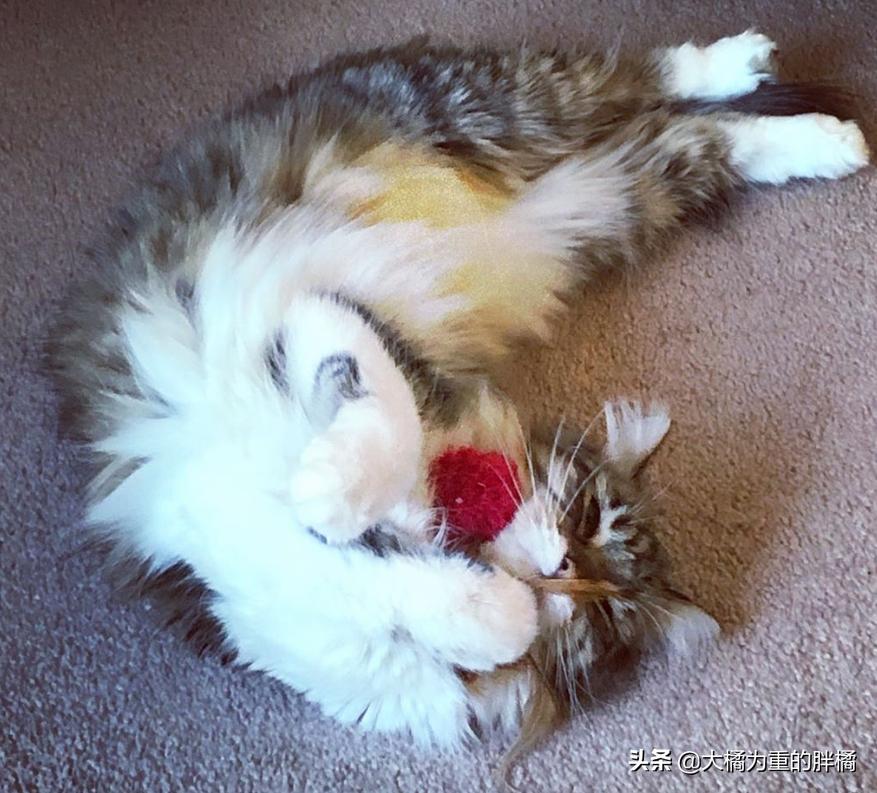 母猫离家出走留下小猫,母猫挪窝落下小猫