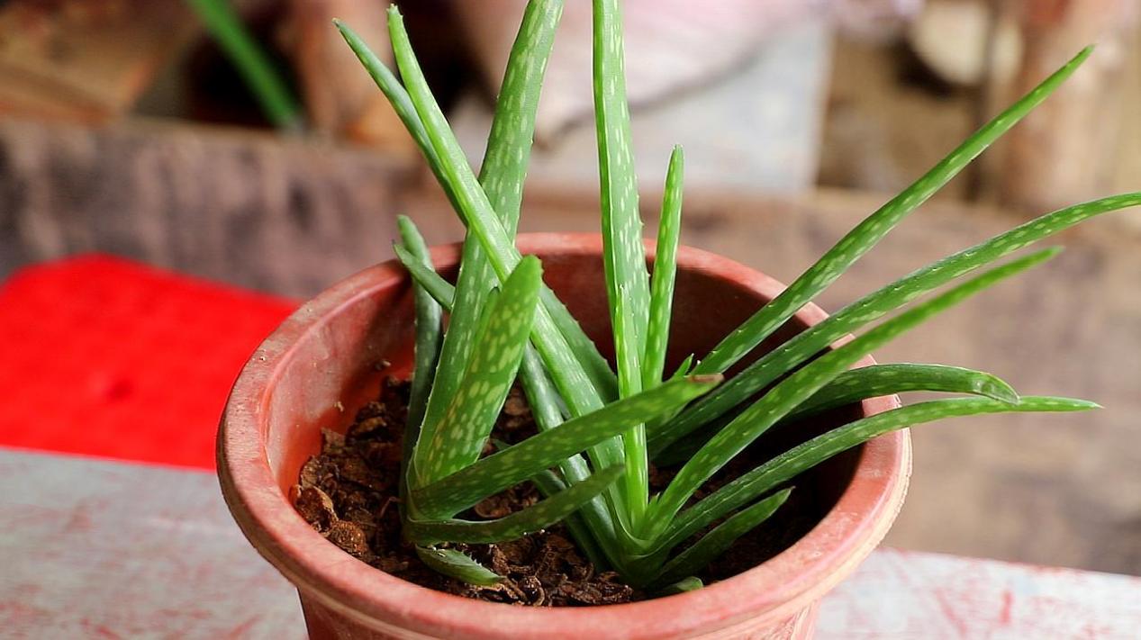 花盆土盐碱化怎么办,解决盆栽土壤盐碱化的有效措施