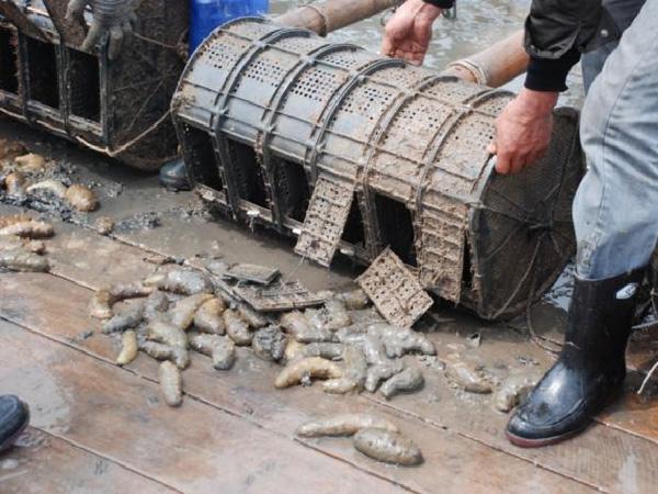 什么牌子的海参最好最有保障,买海参记住这3点帮你买到好海参