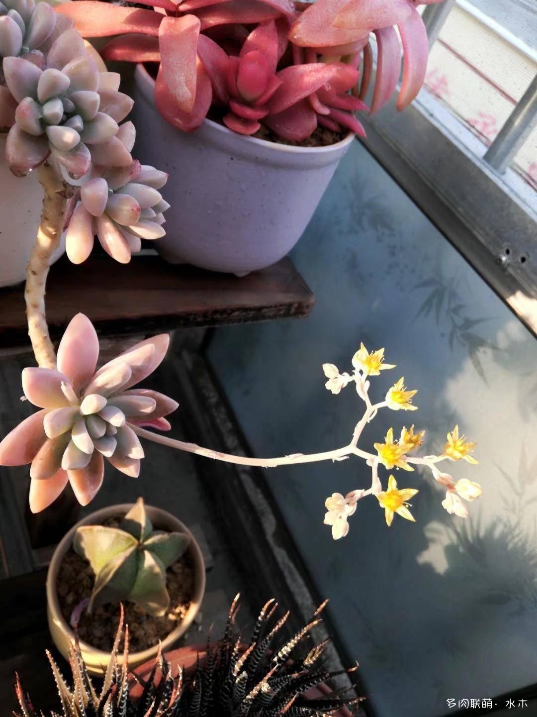 才两个月，多肉的颜值就被夏天偷走了