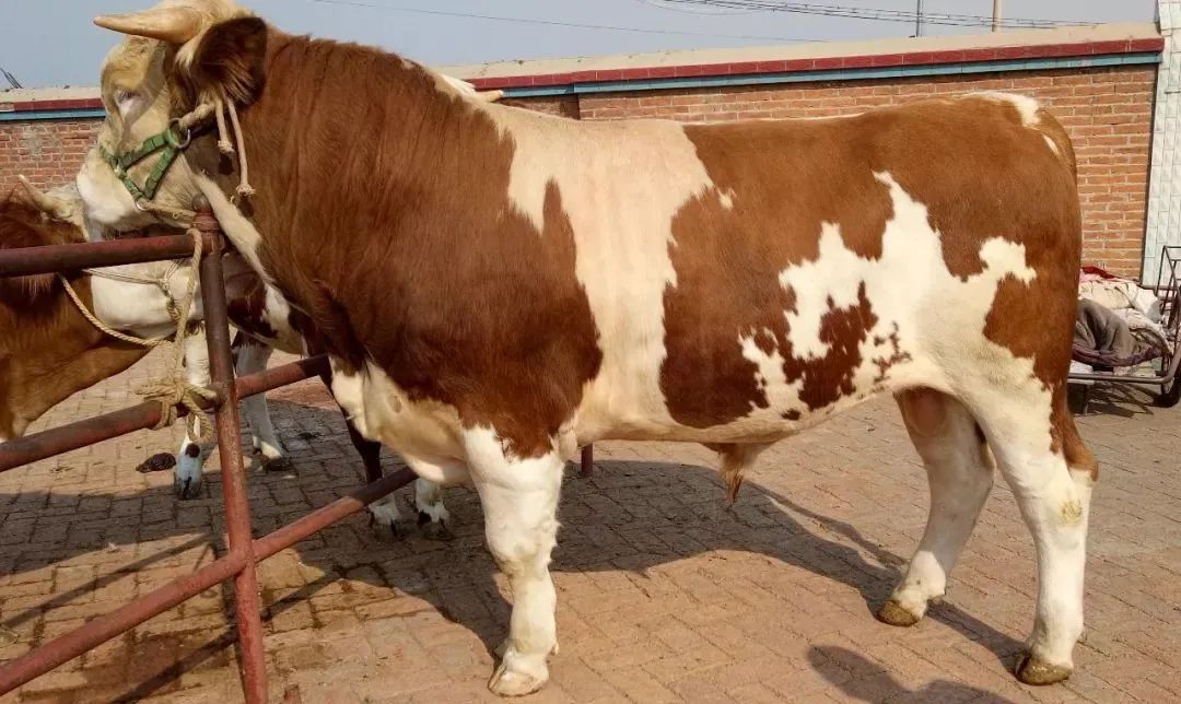 牛拉屎一粒一粒的？可能是百叶干