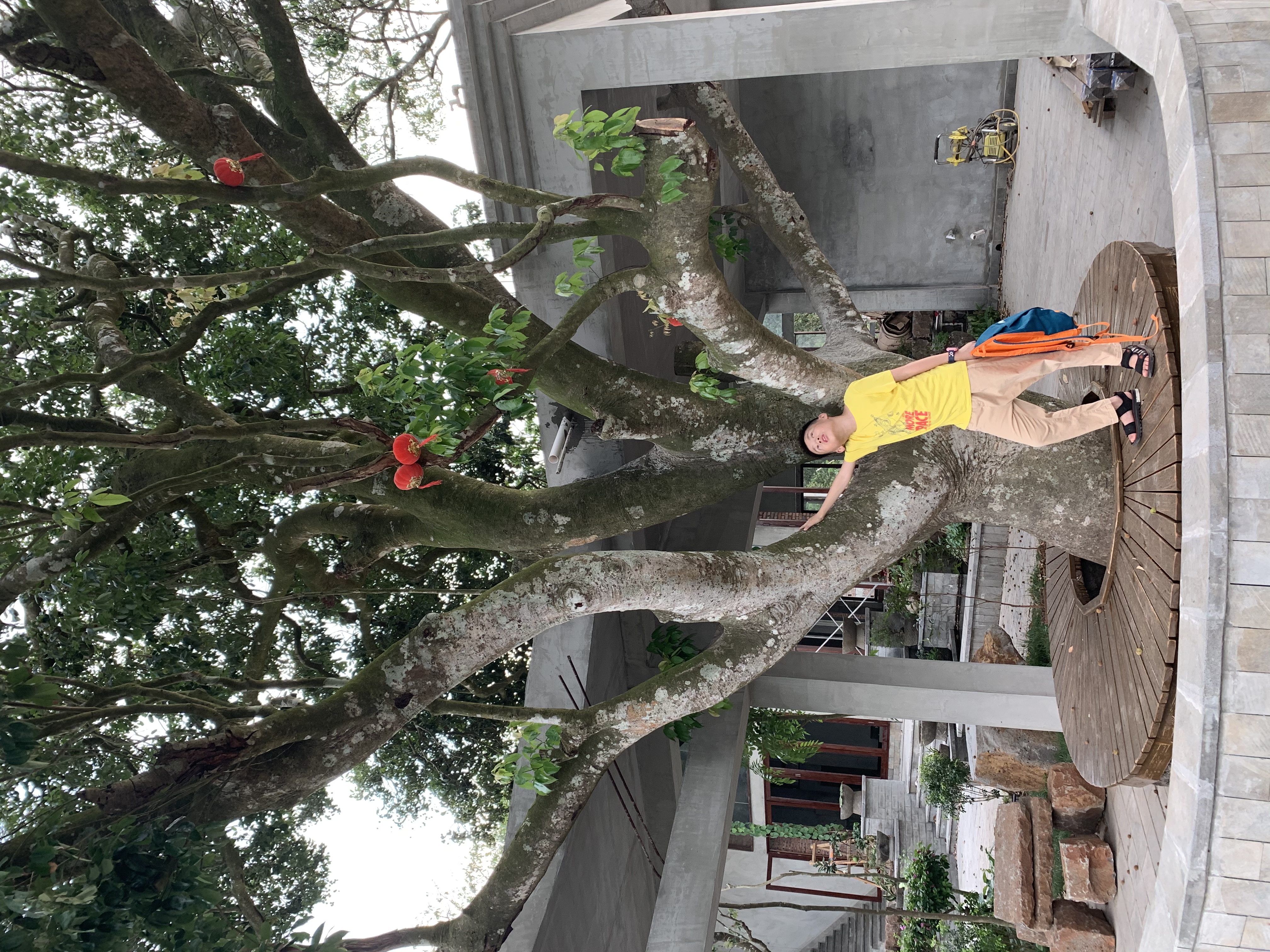 百年荔枝古树探秘,贡园百年古树荔枝