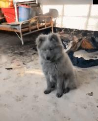 灰色萨摩耶,萨摩耶灰色