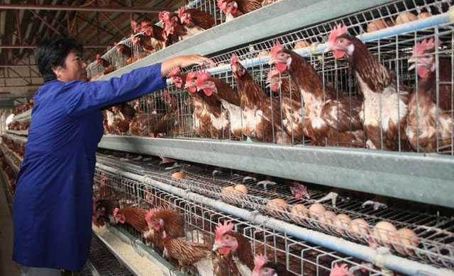 蛋鸡夏季不产蛋,蛋鸡不产蛋怎么回事