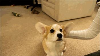 手工清除多年螨虫,根除耳螨最好的方法