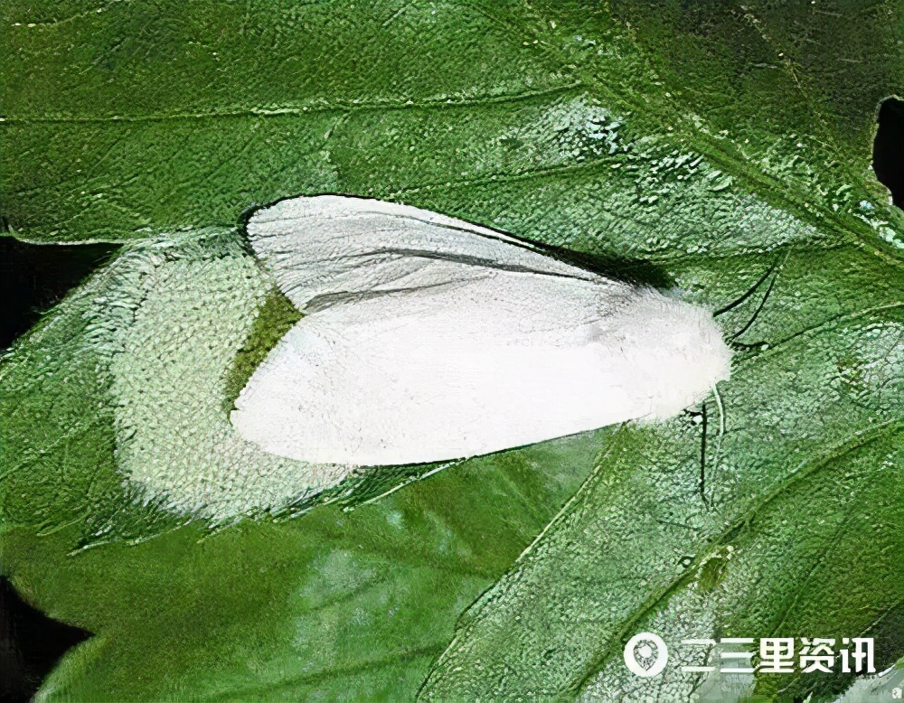 提醒！西安多地被列入“美国白蛾疫区”，官方曾高价通缉！