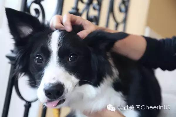 美国家庭都养什么犬,美国人喜欢养什么猛犬