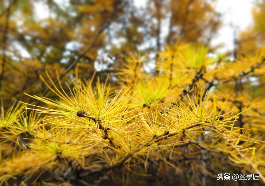 松柏松针发黄怎么办,盆景松树叶子发黄怎么挽救