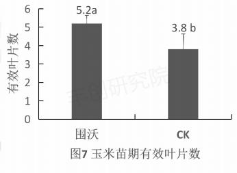 玉米出苗差、株矮、叶小？用这个肥，一棵能结一大捧