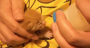 搞笑段子,搞笑动图gif微信表情包2019