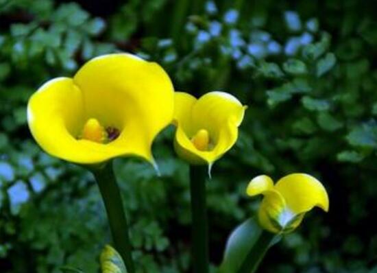 马蹄莲品种及图片欣赏大全,马蹄莲的品种及名称图片大全