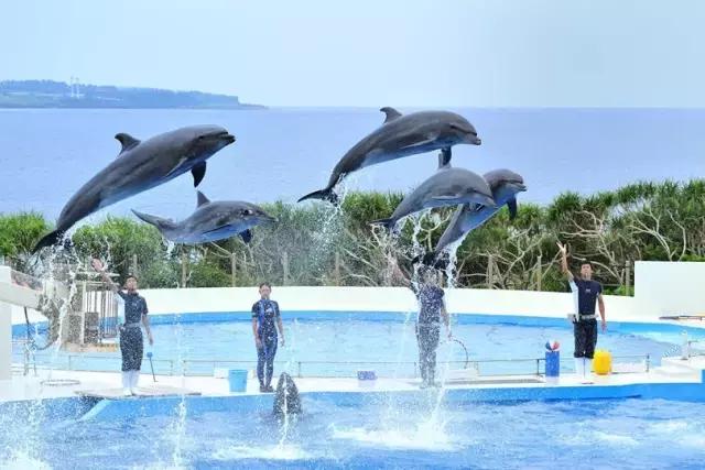 12月旅游日本冲绳最全攻略,春回大地旅游攻略