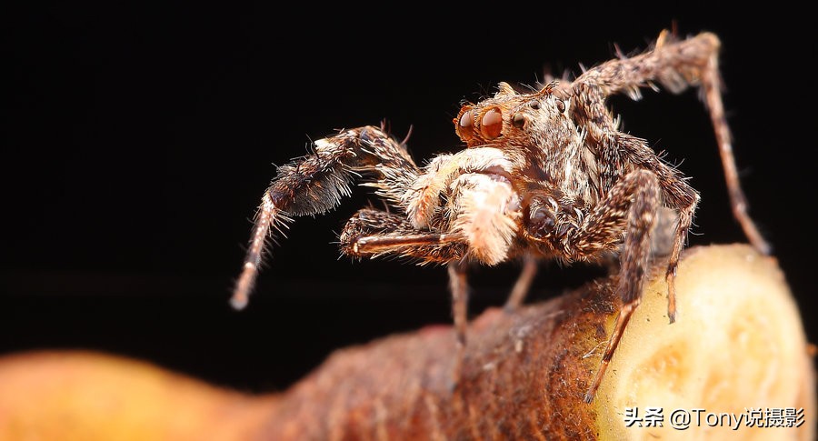 vivo手机微距拍摄技巧,手机微距拍摄技巧视频教程