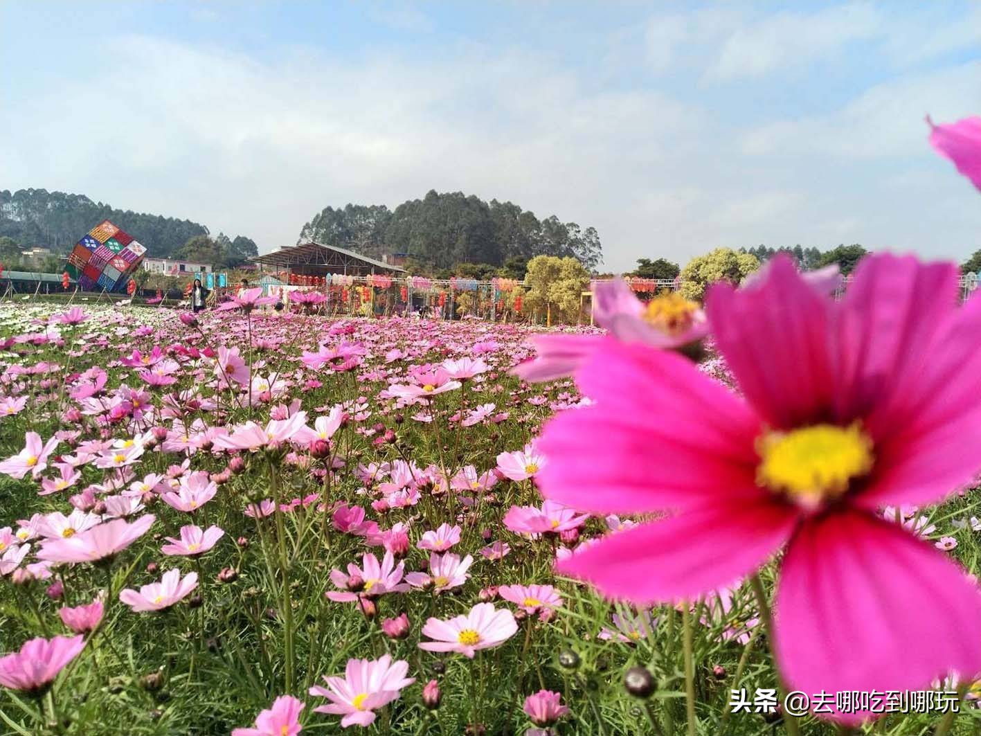 最新元旦增城大埔围花海门票,增城大埔围花海樱花节门票
