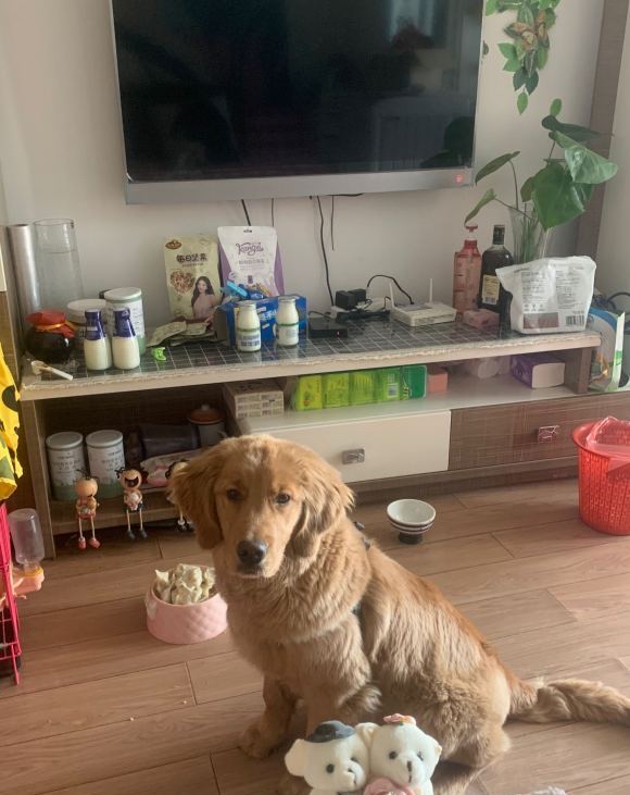 金毛千万不能玩什么玩具,金毛玩具有哪几种