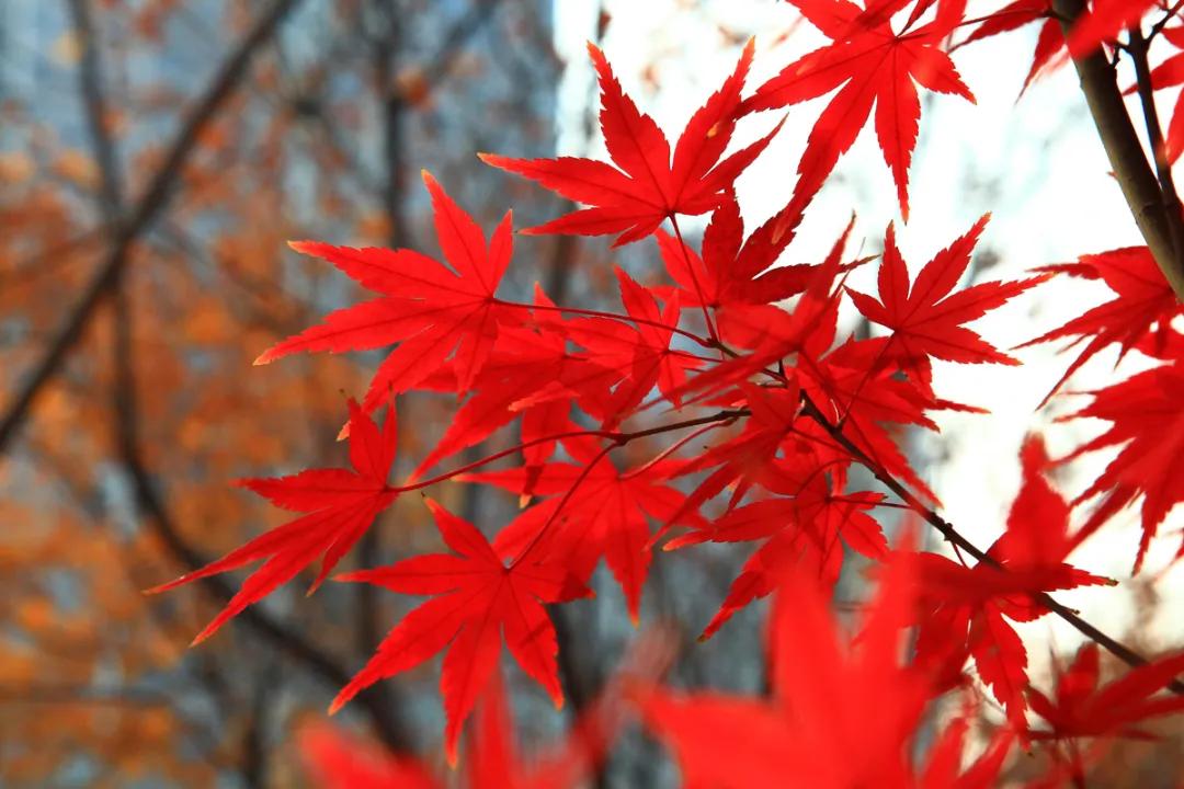 气温升降幅度大,气温起伏的变化