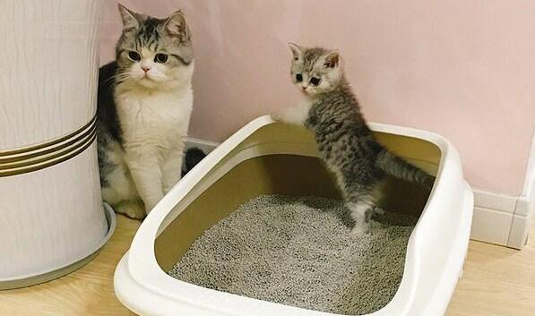 猫咪乱拉臭臭怎么办,猫咪乱拉用什么除味道