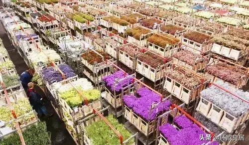 错过郁金香的阿姆斯特丹,荷兰赏花景点推荐