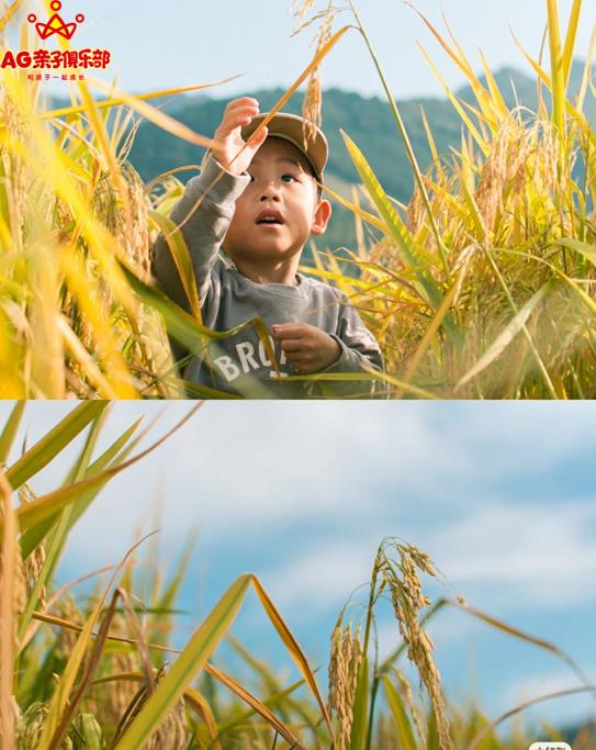 柿柿如意今秋造访最美柿子乡,金秋十月收获的季节柿柿如意