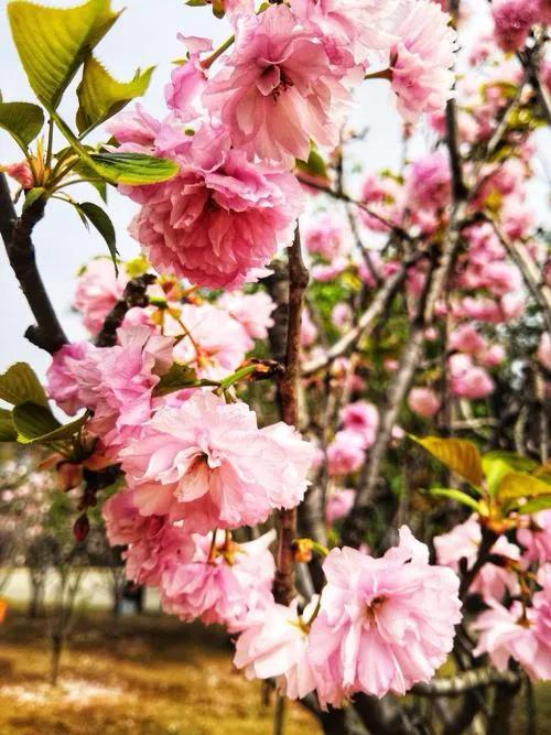 可爱的太阳鸭,可爱的太阳鸟