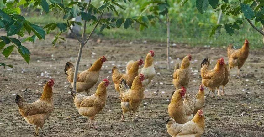 金银花对养鸡有什么好处,金银花有种植前景吗