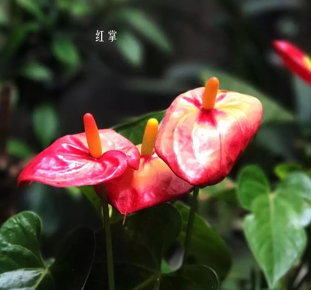 花店里同款的两种不同价格的花材,花店最容易被顾客误解的几种花材