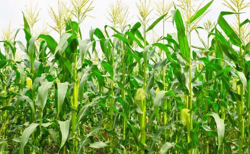 玉米出现肥害药害怎样快速解决,玉米种肥同播肥害现象