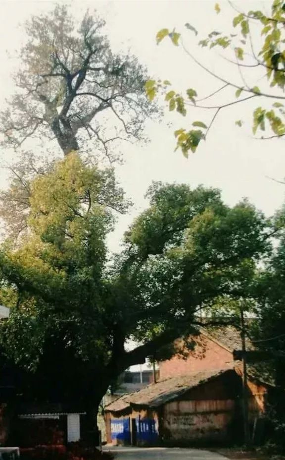 走遍天涯思故乡,走遍天涯是什么歌