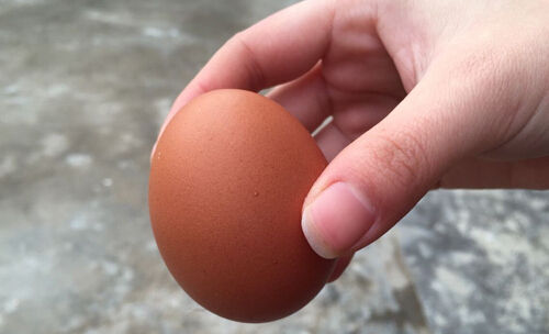 鸡蛋要怎么放才不会坏,鸡蛋买多了