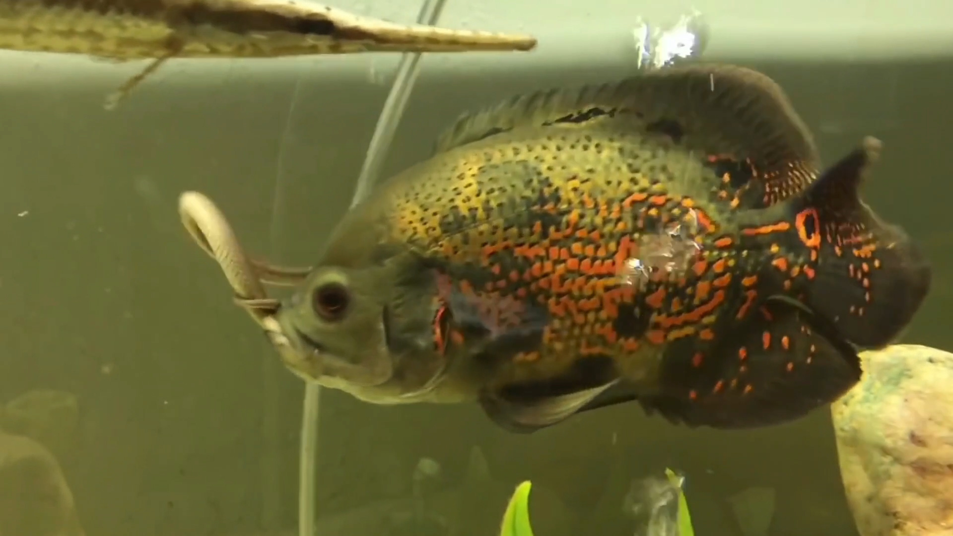 互动性最好的观赏鱼排名第一名,互动性最好的鱼排名