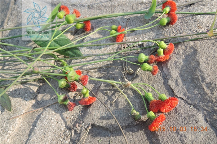 止血丹属于什么剂,止血丹的功效