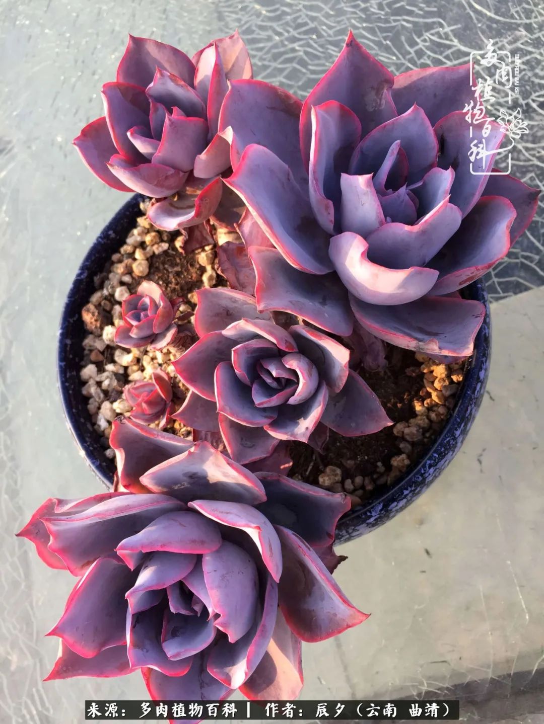 缂辩换鏃栨棊钁宠暏鐢熼,缂辩换鏃栨棊钁宠暏鐢熼鍑哄